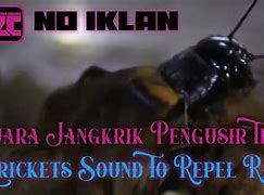 Suara Jangkrik Pengusir Tikus Mp3 Download